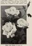 Marie van Houtte rose photo