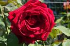 Papa Meilland, Cl. ® rose photo
