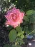 Giggles rose photo