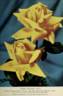 Ethel Sanday rose photo