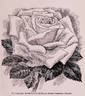 Frances E. Willard rose photo