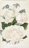 White Lady rose photo
