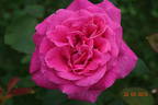 Lady Like rose photo