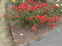 Rote Mozart rose photo