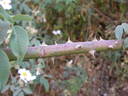 <I>R. abyssinica</I> rose photo