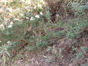 <I>R. abyssinica</I> rose photo