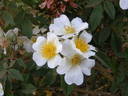 <I>R. abyssinica</I> rose photo