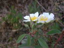 <I>R. abyssinica</I> rose photo