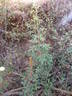 <I>R. abyssinica</I> rose photo