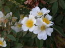 <I>R. abyssinica</I> rose photo