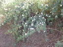 <I>R. abyssinica</I> rose photo