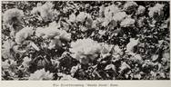 Santa Rosa rose photo