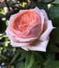 Charles de Nervaux rose photo