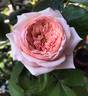 Charles de Nervaux rose photo