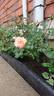 Cinderella Kordana® rose photo