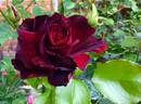 Le Rouge et le Noir rose photo
