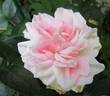 Daisy's Delight rose photo