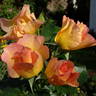 Morden Sunrise rose photo