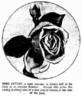 Rose d'Evian rose photo
