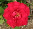 Daniel Boone rose photo