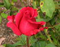 Daniel Boone rose photo