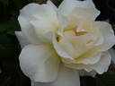 Liliana Ruffilli rose photo