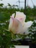 Liliana Ruffilli rose photo