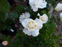 Liliana Ruffilli rose photo