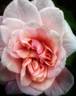 Rita Sammons rose photo
