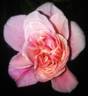 Rita Sammons rose photo