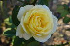 Golden Silk rose photo
