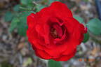Mathias Meilland ® rose photo