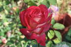 Neue Revue ® rose photo