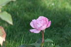 Smooth Moonlight ™ rose photo