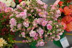 Manetti rose photo