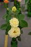 Lenny rose photo