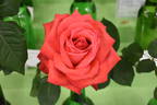 Madame Teresa Estaban rose photo