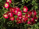 Proschwitzer Schlossrose rose photo