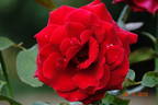 Duftzauber rose photo