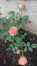 Cinderella Kordana® rose photo