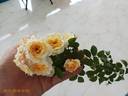 Marc-Antoine Charpentier rose photo