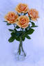 Royal Queensland Show rose photo