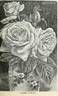 Marie Guillot rose photo
