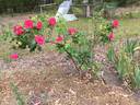 Titian rose photo