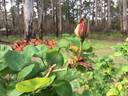 Titian rose photo