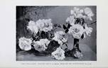 Ernest Metz rose photo