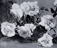 Ernest Metz rose photo