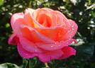 Fabulous™ rose photo