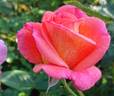 Fabulous™ rose photo