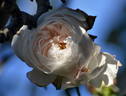 Coquette des Blanches rose photo